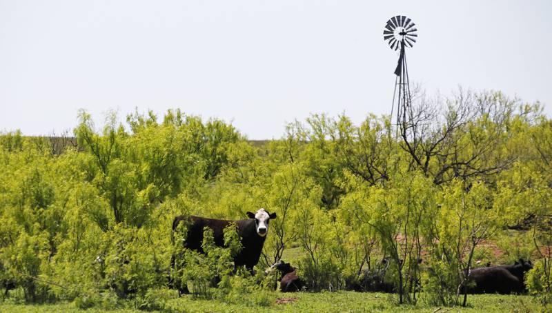 Winter feed stores are dwindling and the urge to get cows to grass is escalating. Turning cows out on immature forages too early can have consequences. The biggest challenge is to avoid permanent damage by overgrazing.