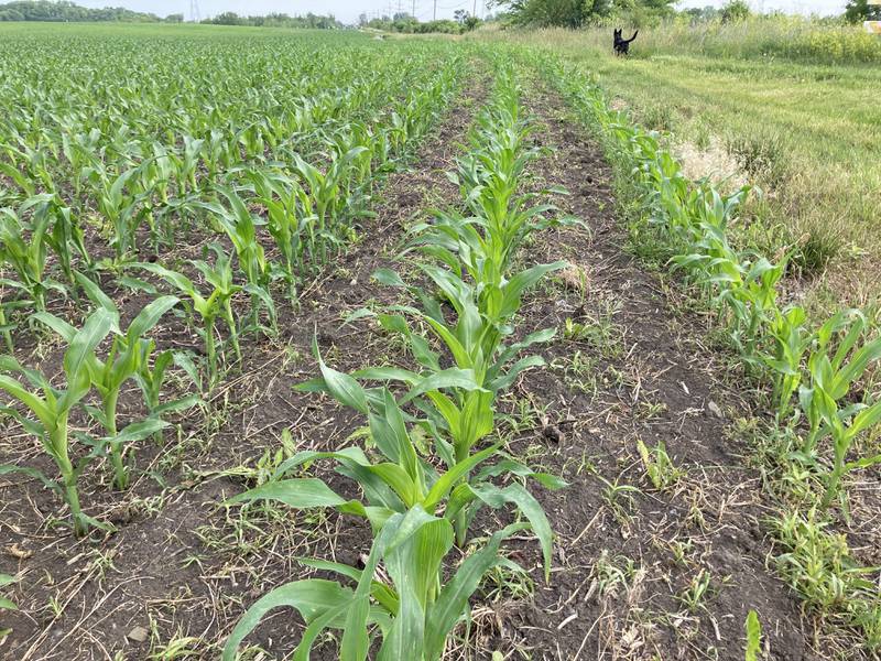 Indiana crop progress June 27, 2025.