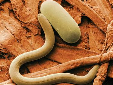 Comprehensive SCN genetic library could renew resistance, profitability