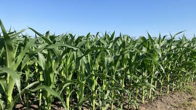 Indiana crop progress for week ending June 29