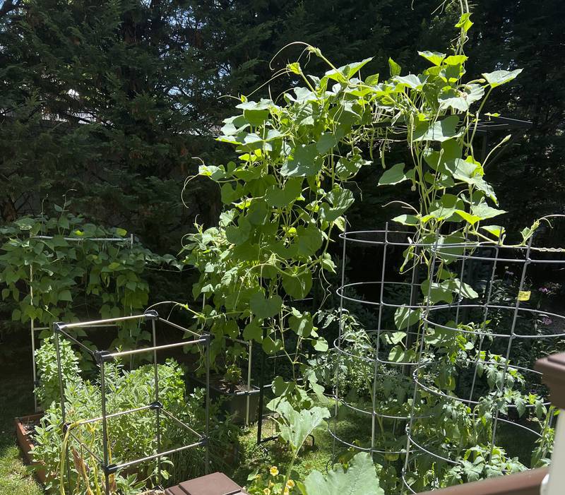 Squash, beans and tomatoes grow vertically in a space-saving garden.