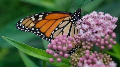 Trump administration delays decision on federal protections for monarch butterflies