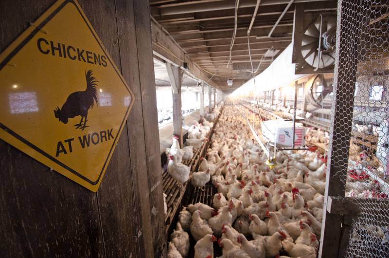 Colloquially “bird flu,” or officially the H5N1 avian influenza, has been spreading among wild birds and poultry. While the public health risk remains low, there are some preventative measures you can take.