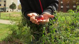 NIU’s Flower grows sustainable approach to food production