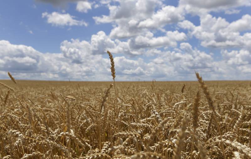 Clouds fill the sky over a wheat field in Atlanta, Indiana.