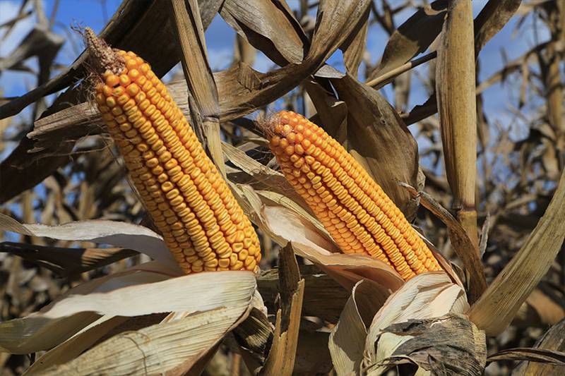 The United States won a ruling on Dec. 20 in a trade dispute with Mexico, which had sought to ban imports of genetically modified corn for human consumption.