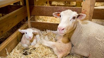 Save the date for Hoosier Sheep Symposium Sept. 20