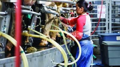 What every dairy should know before starting a rotary parlor