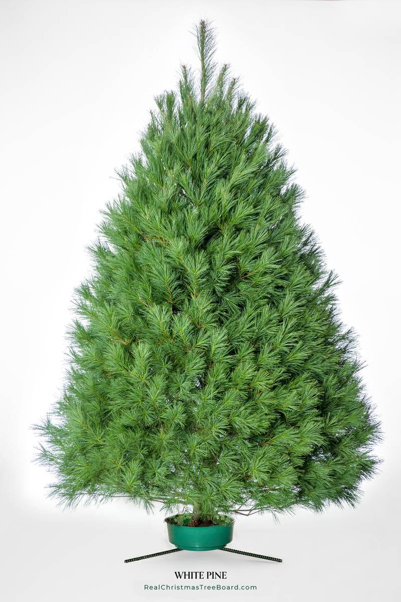 White pines are one of many varieties grown for Christmas trees.