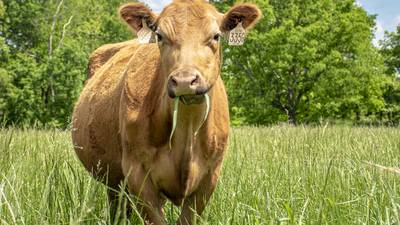 Break the late-calving cycle: Maximize heifer productivity from day one