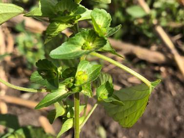 Novel Illinois weed species identified in Stephenson County