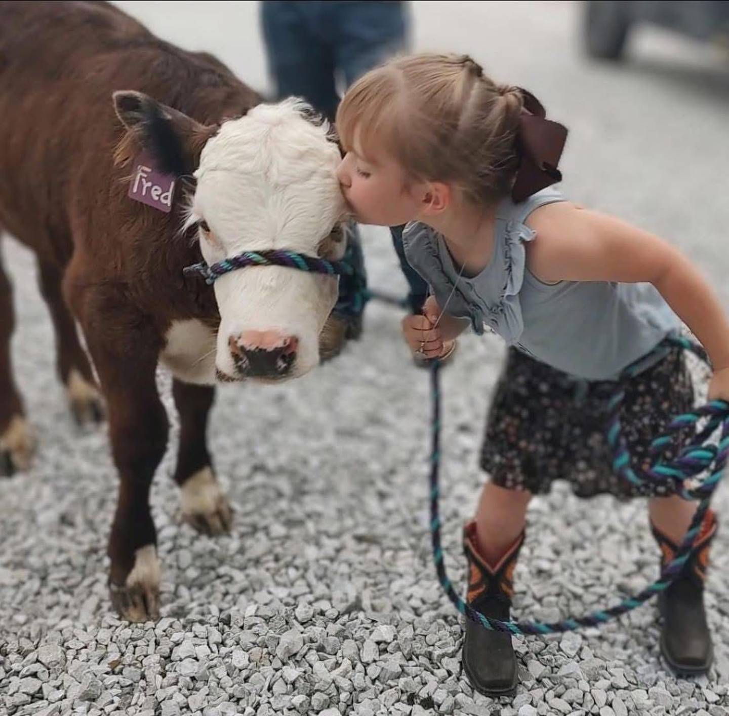 “County Fair Bucket Calf Show” — Christen Parks: “Everly, age 5, and Fred getting ready for the Schuyler County Fair in Rushville, Illinois. Just a quick kiss for luck and ‘Let’s go do this.’”