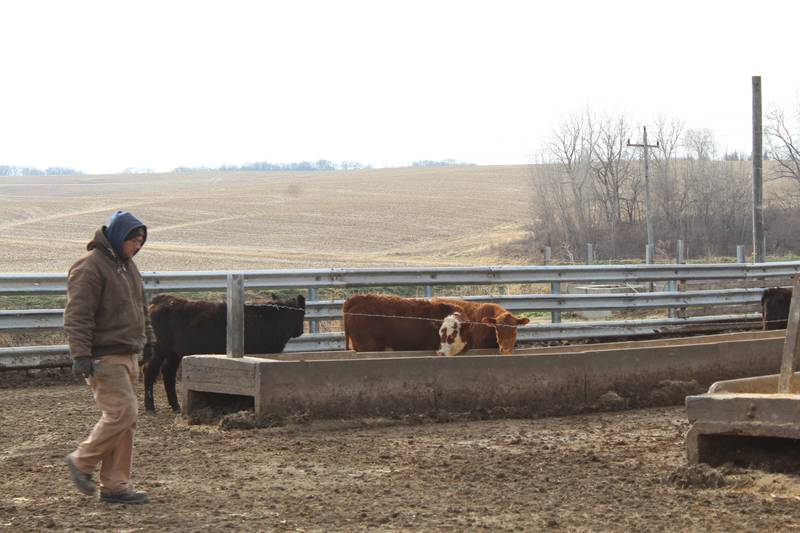 Mitchel Rahn checks on the feeder cattle as they enter the feedlot after traveling from southern Iowa.