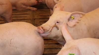 Tail biting: What your pigs are trying to tell you  