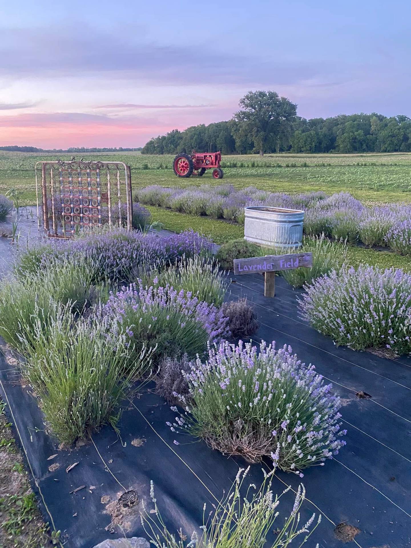 Fresh lavender grows at the Barn at Helm in Wayne County in east-central Indiana.