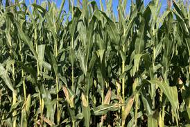 Illinois crop progress for week ending Aug. 24