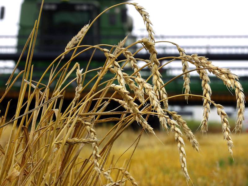 USDA projects record low wheat harvested area