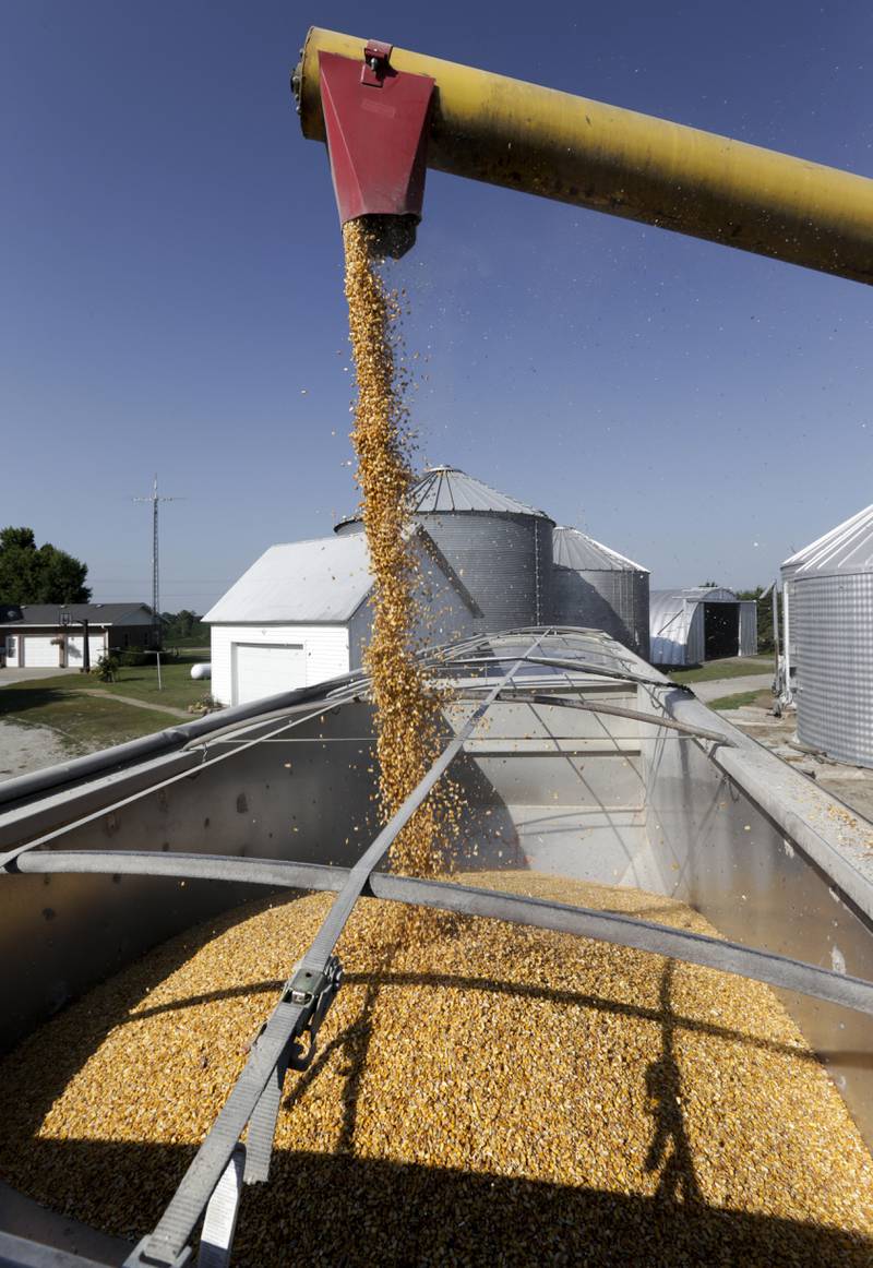 An auger transfers corn to a grain truck.