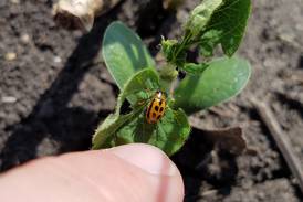 Using insecticide as add-on impacts ROI: study