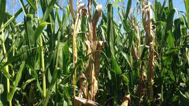 The AgriNews AgriMinute podcast: A scary situation: ‘Ghost plants’ can signal crown rot in corn