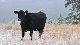 Discuss beef cattle management at Dudley Smith Farm winter meeting