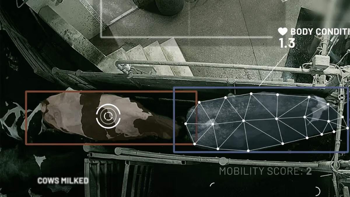 GEA sees new potential in dairy breeding as CattleEye data supports genetic approaches to lameness