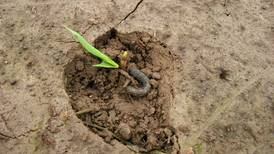 Black cutworm threat in Midwest