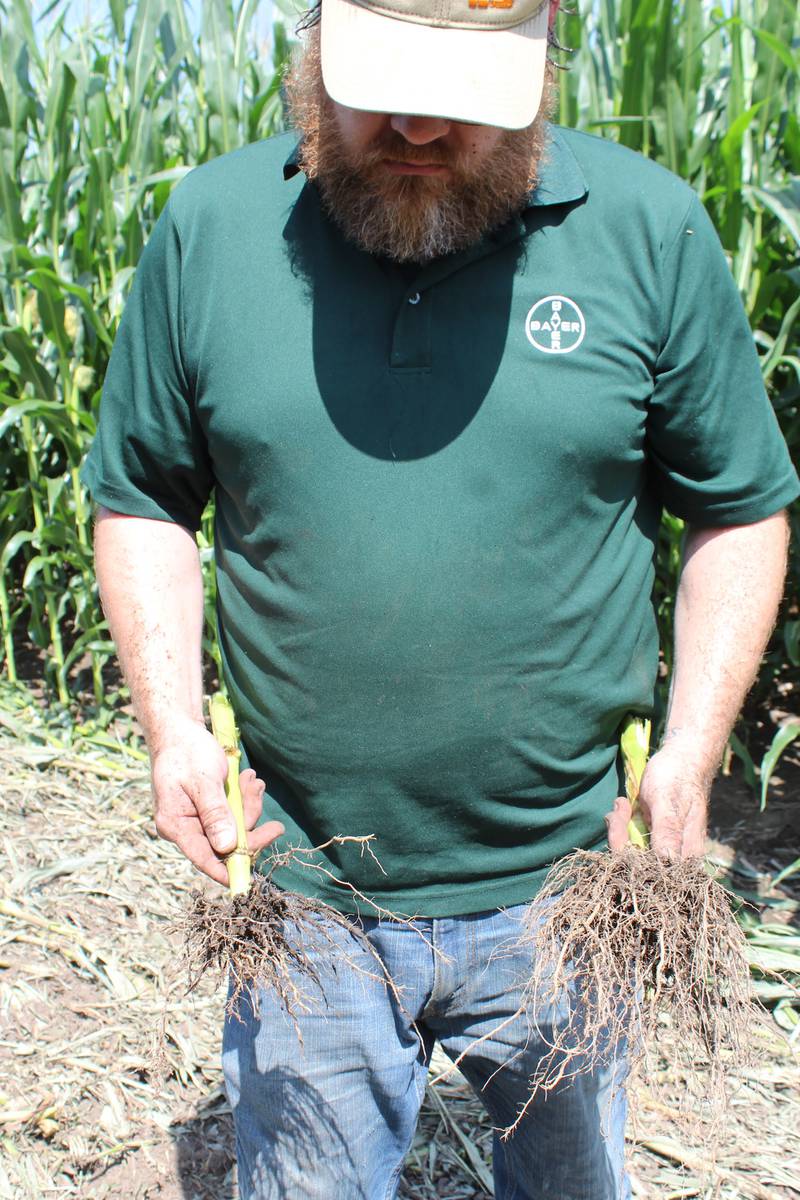Nathan Hein compares the roots of a corn plant with no protection to corn rootworm to a DEKALB hybrid with Bayer’s SmartStax PRO trait during a root dig demonstration. Both northern and western corn rootworms are present at the Bayer research site near Rochelle, Illinois.