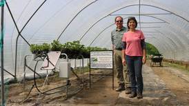 Fort Wayne farmer elevates strawberry ergonomics