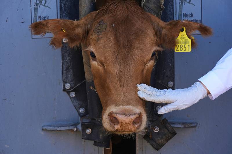 A calf is evaluated by a veterinary during a veterinary inspection in Hermosillo, Sonora State, Mexico.