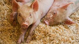 Pork producers building back breeding herd