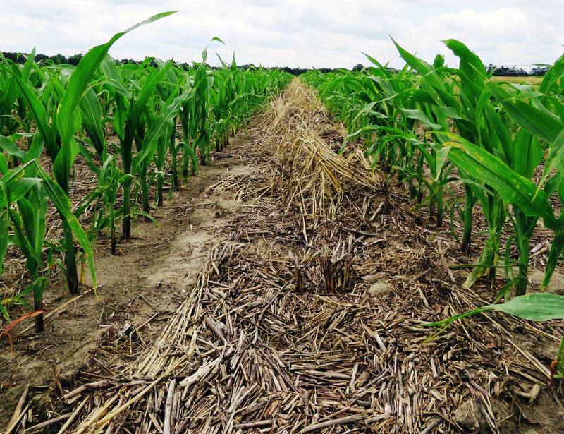 Just as cover crops provide a natural suppression for soil diseases and pests, they also assist in weed suppression.