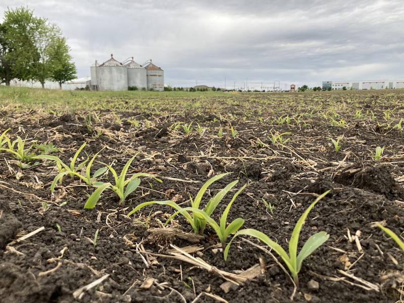 Illinois crop progress for 5/30/25.