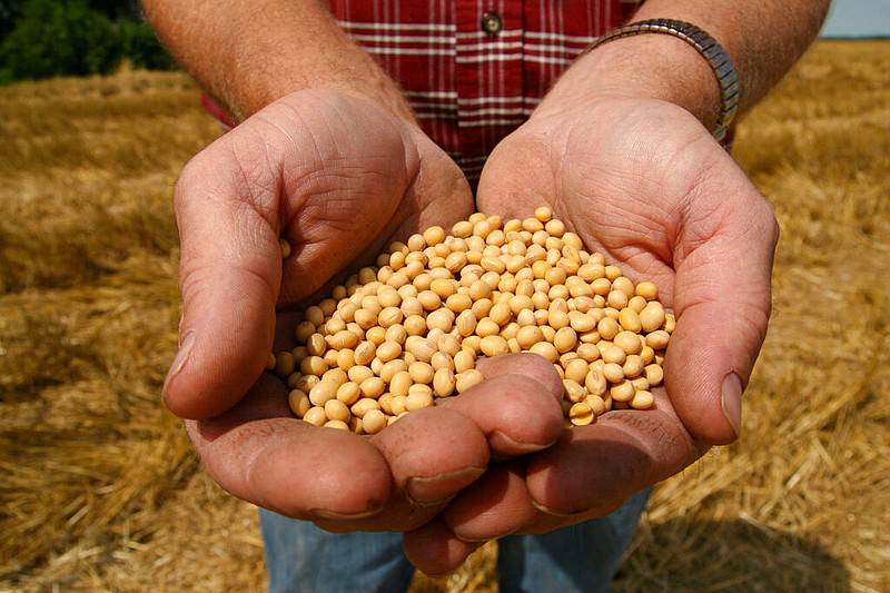 The Agricultural Marketing Service recently announced that soybean producers may request a referendum to determine whether producers want the U.S. secretary of agriculture to conduct a referendum on the Soybean Promotion and Research Order, as authorized under the Soybean Promotion, Research and Consumer Information Act. Participation in the request for a referendum is voluntary. Producers should participate only if they wish to request a referendum on the program.
