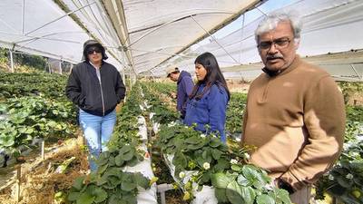 Hydroponic crop production workshop will be offered for home and commercial growers