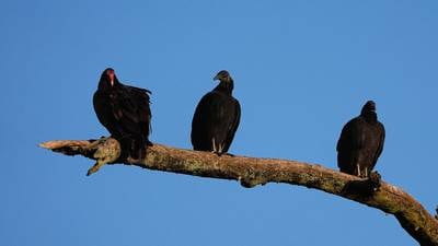 Black vulture depredation permits now available for impacted livestock farmers