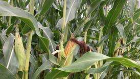 Indiana crop progress for week ending Aug. 10