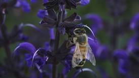 Bees have some ways to cope with a warming Earth, but researchers fear for their future