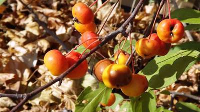 Calendar: Pruning Fruit Trees