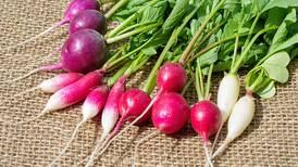 Kitchen Diva: The radish remedy