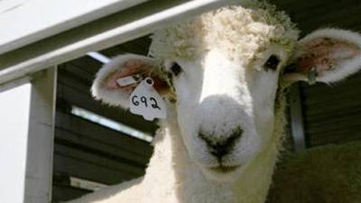 Calendar: Washington County hosts Sheep Show