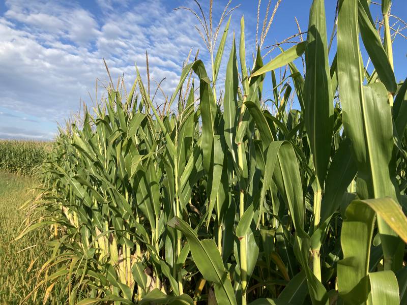 Illinois crop progress for week ending Aug. 31, 2025.