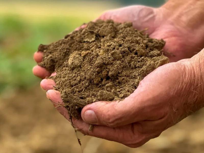 Field of Dreams: If you build biodiversity, soil health will come