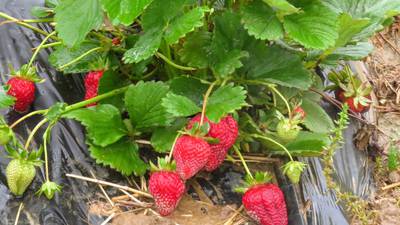 Calendar: The Sweet Success of Backyard Berries