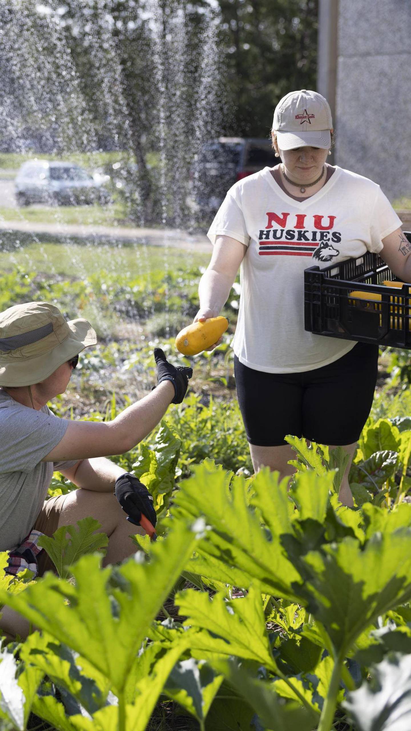Northern Illinois University’s Edible Campus is a collection of gardens that provides fresh food for food-insecure students, who can access food by picking it as they walk along or in the dining halls or the Huskie Food Pantry.
