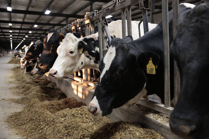 Forward-thinking dairies are solving today’s dry-off challenges.