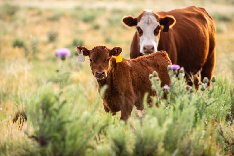 The needs of every beef herd are different. Working closely with a veterinarian is key to finding success tailored to your cattle and operation.
