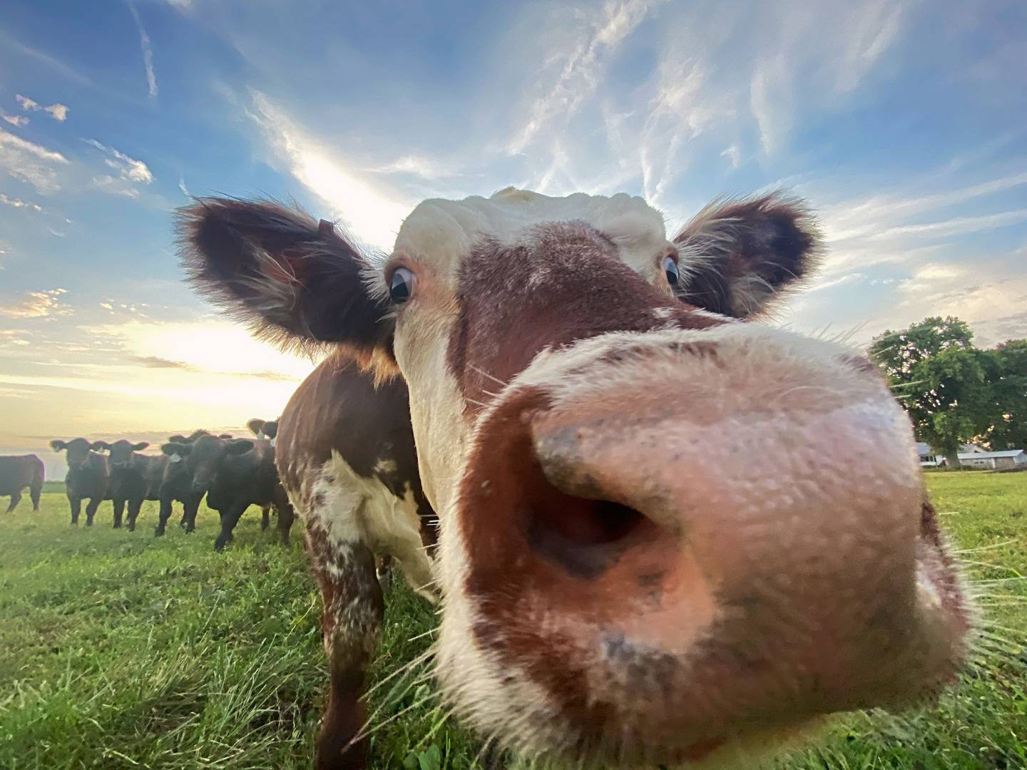 “Nosey Heifer” — Alexis Jacobs: “Everyone’s got one!”