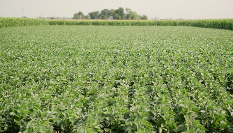 Join the Illinois Soybean Association’s On-Farm Trial Network and put sulfur management strategies to the test on your farm.