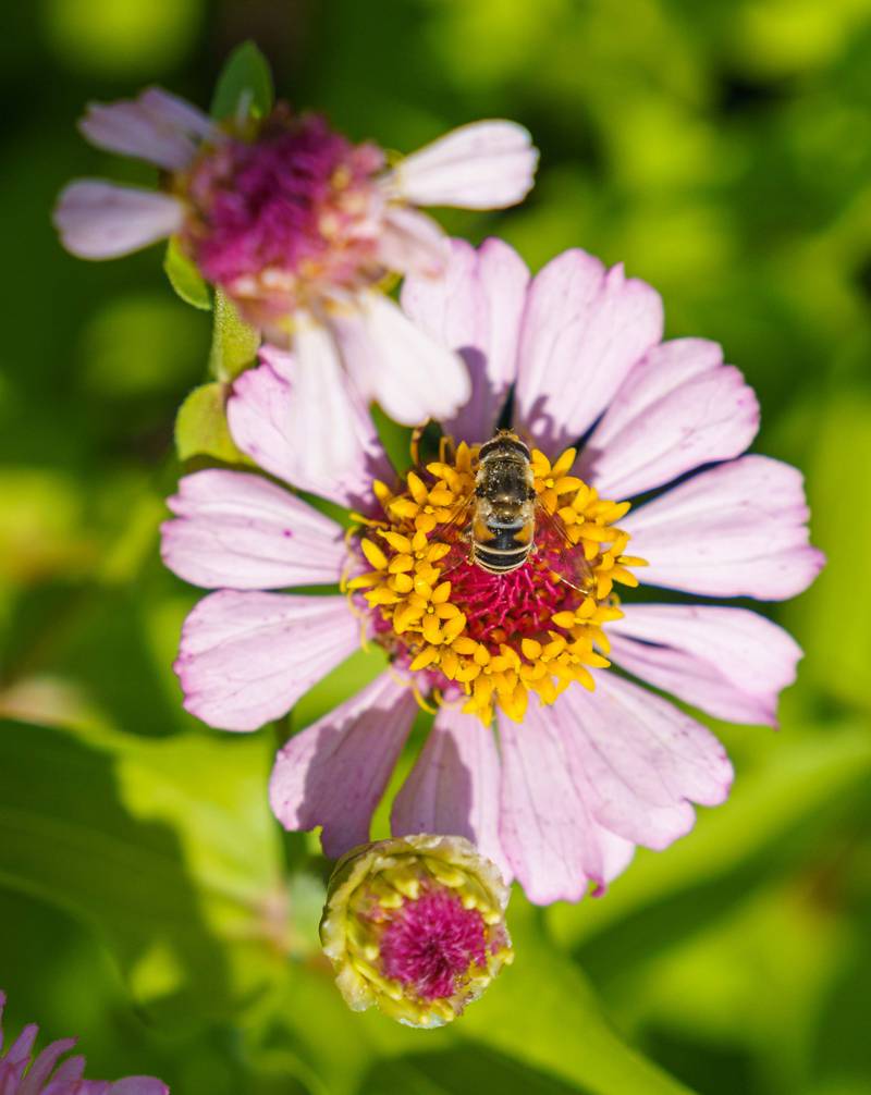 Cut flower gardens are a beautiful way to bring your yard to life.